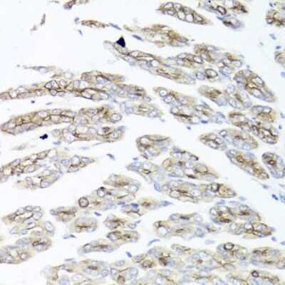 Immunohistochemistry-Paraffin: IER3 Antibody [NBP3-03948] - Paraffin-embedded mouse stomach using IER3 antibody at dilution of 1:100 (40x lens).