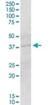 Western Blot IER5 Antibody - Azide and BSA Free