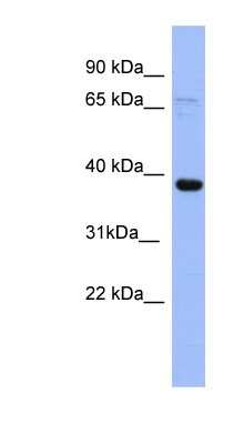 Western Blot IER5 Antibody - BSA Free