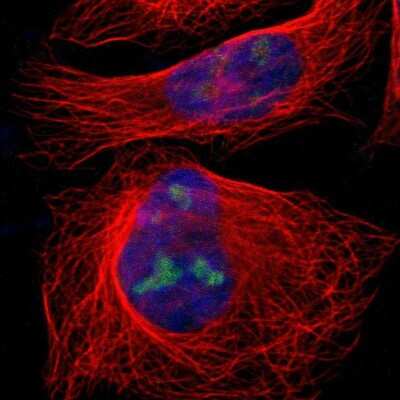 Immunocytochemistry/ Immunofluorescence IF3EI Antibody - BSA Free