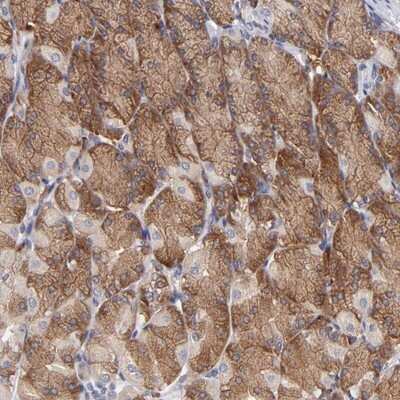 Immunohistochemistry-Paraffin: IF3EI Antibody [NBP1-87955] - Staining of human stomach shows strong cytoplasmic and moderate membranous positivity in glandular cells.