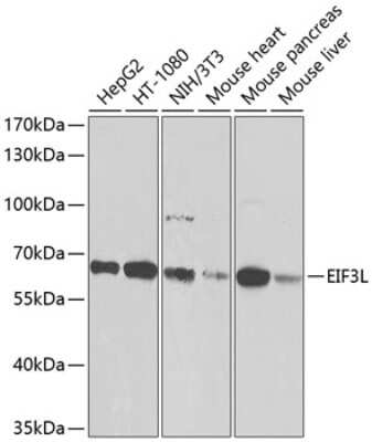 Western Blot IF3EI Antibody - BSA Free