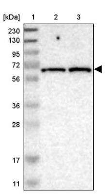 Western Blot: IFFO2 Antibody [NBP1-91092] - Lane 1: Marker  [kDa] 230, 130, 95, 72, 56, 36, 28, 17, 11.  Lane 2: Human cell line RT-4.  Lane 3: Human cell line U-251MG sp