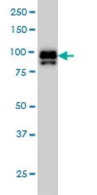 Western Blot: IFI16 Antibody (2E3) [H00003428-M03] - Western Blot analysis of IFI16 expression in Hela NE ( Cat # L013V3 ).