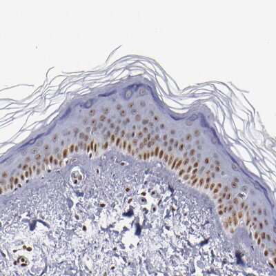 Immunohistochemistry-Paraffin: IFI16 Antibody [NBP1-83118] - Staining of human skin shows moderate nuclear positivity in squamous epithelial cells.