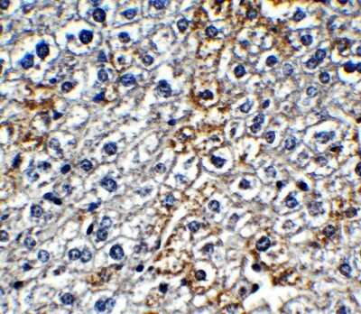 Immunohistochemistry-Paraffin: IFI16 Antibody [NBP3-18336] - Immunohistochemical analysis of paraffin-embedded mouse liver tissue using anti-IFI16 antibody (NBP3-18336) at 1 ug/mL. Tissue was fixed with formaldehyde and blocked with 10% serum for 1 h at RT; antigen retrieval was by heat mediation with a citrate buffer (pH6). Samples were incubated with primary antibody overnight at 4C. A goat anti-rabbit IgG H&L (HRP) at 1/250 was used as secondary. Counter stained with Hematoxylin.