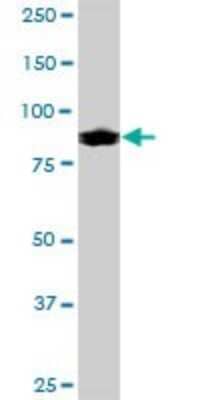 Western Blot: IFI16 Antibody [H00003428-B01P] - Analysis of IFI16 expression in C32.