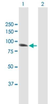 Western Blot: IFI16 Antibody [H00003428-B01P] - Analysis of IFI16 expression in transfected 293T cell line by IFI16 polyclonal antibody.  Lane 1: IFI16 transfected lysate(80.19 KDa). Lane 2: Non-transfected lysate.