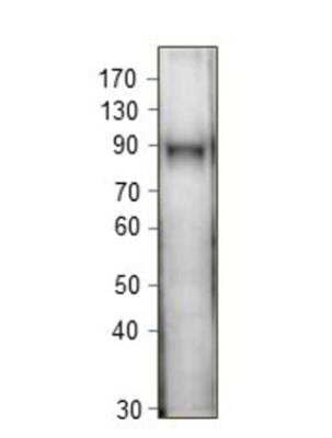 Western Blot: IFI16 Antibody [NBP3-12472] - 1:500 antibody dilution in DiluObuffer. Apparent MW is 89 KDa.