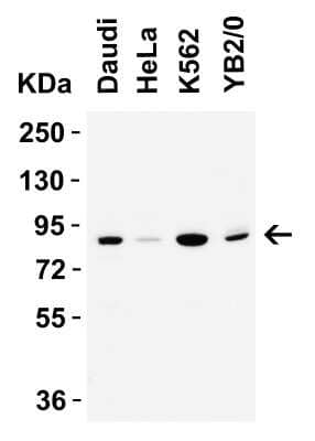 Western Blot: IFI16 Antibody [NBP3-18336] - WB Validation in Human and Rat Cell Lines. Loading: 15 ug of lysate per lane. Antibodies: IFI16 NBP3-18336, 2 ug/mL, 1 h incubation at RT in 5% NFDM/TBST. Secondary: Goat Anti-Rabbit IgG HRP conjugate at 1:10,000 dilution.