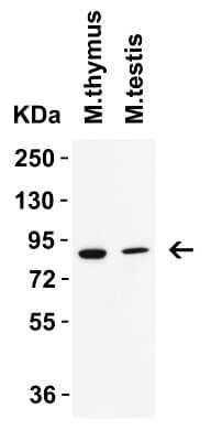 Western Blot: IFI16 Antibody [NBP3-18336] - Western Blot Validation in Mouse Tissues. Loading: 15 ug of lysates per lane. Antibodies: IFI16 NBP3-18336, 2 ug/mL, 1h incubation at RT in 5% NFDM/TBST. Secondary: Goat anti-rabbit IgG HRP conjugate at 1:10,000 dilution.