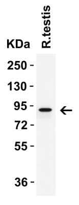 Western Blot: IFI16 Antibody [NBP3-18336] - Western Blot Validation in Rat Testis. Loading: 15 ug of lysate per lane. Antibodies: IFI16 NBP3-18336, 2 ug/mL, 1h incubation at RT in 5% NFDM/TBST. Secondary: Goat anti-rabbit IgG HRP conjugate at 1:10,000 dilution.