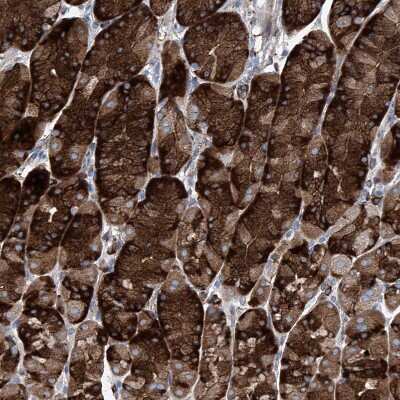 Immunohistochemistry-Paraffin: IFI27 Antibody [NBP1-84745] - Staining of human stomach shows strong granular cytoplasmic positivity in glandular cells.