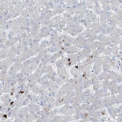 Immunohistochemistry-Paraffin: IFI27 Antibody [NBP1-84745] - Staining of human liver shows no positivity in hepatocytes as Expected.