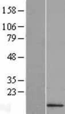 Western Blot: IFI27L2 Overexpression Lysate (Adult Normal) [NBL1-10480] Left-Empty vector transfected control cell lysate (HEK293 cell lysate); Right -Over-expression Lysate for IFI27L2.
