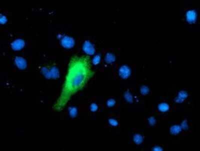 Immunocytochemistry/Immunofluorescence: IFI35 Antibody (OTI1C9) - Azide and BSA Free [NBP2-71004] - Staining of COS7 cells transiently transfected by pCMV6-ENTRY IFI35.