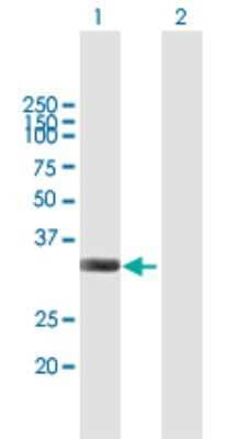 Western Blot: IFI35 Antibody [H00003430-B01P] - Analysis of IFI35 expression in transfected 293T cell line by IFI35 polyclonal antibody.  Lane 1: IFI35 transfected lysate(31.68 KDa). Lane 2: Non-transfected lysate.
