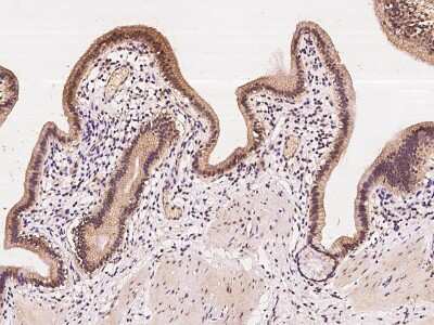 Immunohistochemistry-Paraffin: IFI44 Antibody [NBP2-97510] - Human gallbladder with rabbit polyclonal antibody at 1:100 dilution.