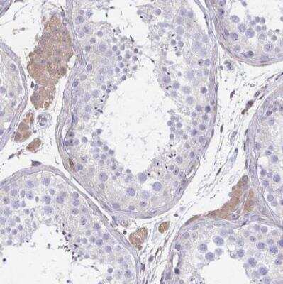 Immunohistochemistry-Paraffin: IFI44L Antibody [NBP2-38892] - Staining of human testis shows moderate cytoplasmic positivity in Leydig cells.