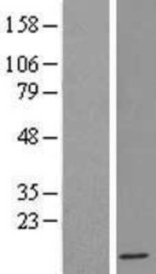 Western Blot IFI6 Overexpression Lysate