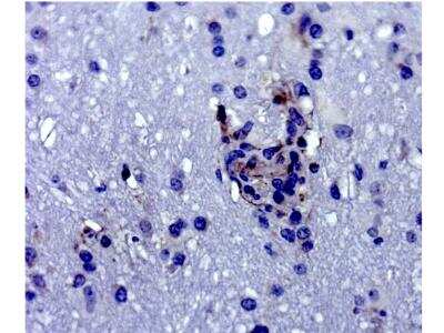 Immunohistochemistry-Paraffin: IFIT1 Antibody [NBP2-33751] - Staining in macaque brain tissue. Image from a verified customer review.