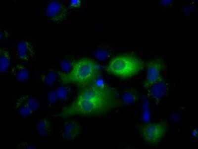 Flow Cytometry: IFIT1 Antibody (OTI3G8) - Azide and BSA Free [NBP2-71005] - Staining of COS7 cells transiently transfected by pCMV6-ENTRY IFIT1.