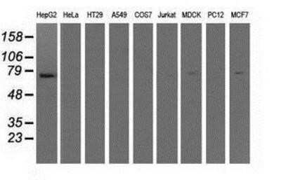 Western Blot: IFIT1 Antibody (OTI3G8) - Azide and BSA Free [NBP2-71005] - Analysis of extracts (35ug) from 9 different cell lines by using anti-IFIT1 monoclonal antibody.