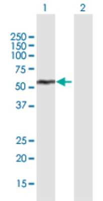 Western Blot: IFIT1 Antibody [H00003434-B01P] - Analysis of IFIT1 expression in transfected 293T cell line by IFIT1 polyclonal antibody.  Lane 1: IFIT1 transfected lysate(52.58 KDa). Lane 2: Non-transfected lysate.