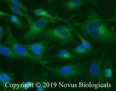 Immunocytochemistry/ Immunofluorescence IFIT2 Antibody