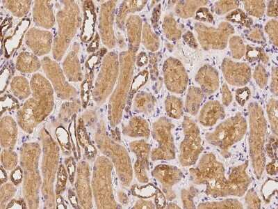 Immunohistochemistry-Paraffin: IFIT2 Antibody [NBP2-98193] - Immunochemical staining of human IFIT2 in human kidney with rabbit polyclonal antibody at 1:100 dilution, formalin-fixed paraffin embedded sections.