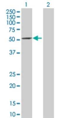 Western Blot: IFIT2 Antibody [H00003433-D01P] - Analysis of IFIT2 expression in transfected 293T cell line by IFIT2 polyclonal antibody.Lane 1: IFIT2 transfected lysate(56.20 KDa).Lane 2: Non-transfected lysate.