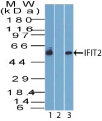 Western Blot IFIT2 Antibody