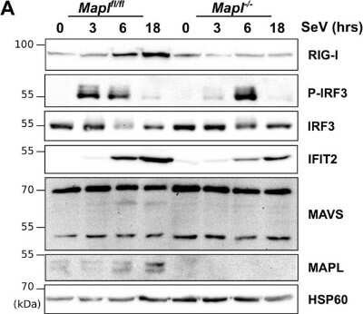 Western Blot IFIT2 Antibody