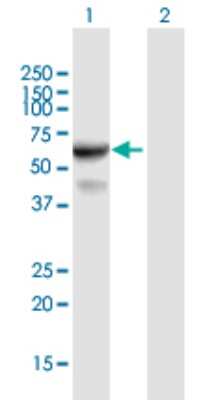 Western Blot: IFIT3 Antibody [H00003437-B01P] - Analysis of IFIT3 expression in transfected 293T cell line by IFIT3 polyclonal antibody.  Lane 1: IFIT3 transfected lysate(53.9 KDa). Lane 2: Non-transfected lysate.