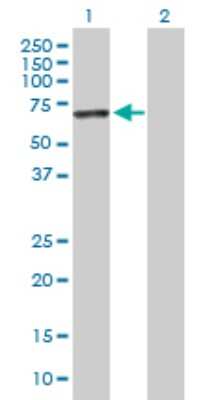 Western Blot: IFIT3 Antibody [H00003437-D01P] - Analysis of IFIT3 expression in transfected 293T cell line by IFIT3 polyclonal antibody.Lane 1: IFIT3 transfected lysate(56.00 KDa).Lane 2: Non-transfected lysate.