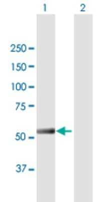 Western Blot: IFIT5 Antibody [H00024138-B01P] - Analysis of IFIT5 expression in transfected 293T cell line by IFIT5 polyclonal antibody.  Lane 1: IFIT5 transfected lysate(53.02 KDa). Lane 2: Non-transfected lysate.