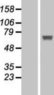 Western Blot IFIT5 Overexpression Lysate