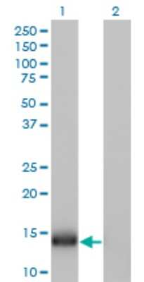 Western Blot: IFITM1 Antibody (1F8) [H00008519-M01] - Analysis of IFITM1 expression in transfected 293T cell line by IFITM1 monoclonal antibody (M01), clone 1F8.Lane 1: IFITM1 transfected lysate(13.9 KDa).Lane 2: Non-transfected lysate.