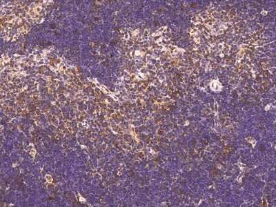 Immunohistochemistry-Paraffin: IFITM1 Antibody [NBP2-99105] - Immunochemical staining of mouse IFITM1 in mouse thymus with rabbit polyclonal antibody (1:1000, formalin-fixed paraffin embedded sections).