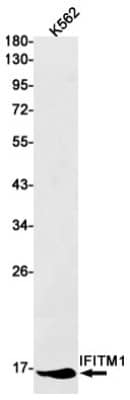 Western Blot: IFITM1 Antibody (S07-7F8) [NBP3-19659] - Western blot detection of IFITM1 in K562 cell lysates using NBP3-19659 (1:1000 diluted). Predicted band size: 14kDa. Observed band size: 14kDa.