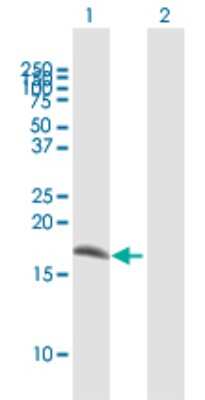 Western Blot: IFITM1 Antibody [H00008519-B01P] - Analysis of IFITM1 expression in transfected 293T cell line by IFITM1 polyclonal antibody.  Lane 1: IFITM1 transfected lysate(11.66 KDa). Lane 2: Non-transfected lysate.