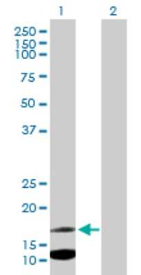 Western Blot: IFITM2 Antibody [H00010581-B01P] - Analysis of IFITM2 expression in transfected 293T cell line by IFITM2 polyclonal antibody.  Lane 1: IFITM2 transfected lysate(14.52 KDa). Lane 2: Non-transfected lysate.