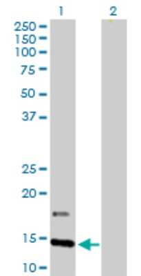 Western Blot: IFITM2 Antibody [H00010581-D01P] - Analysis of IFITM2 expression in transfected 293T cell line by IFITM2 polyclonal antibody.Lane 1: IFITM2 transfected lysate(14.60 KDa).Lane 2: Non-transfected lysate.
