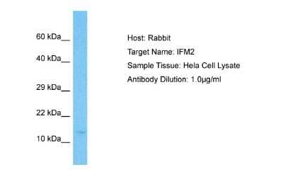 Western Blot IFITM2 Antibody - BSA Free