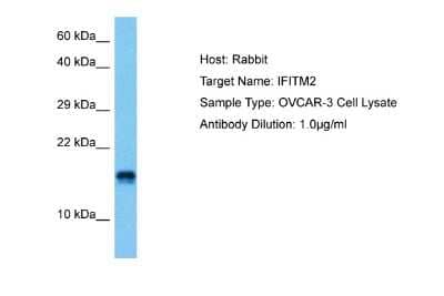 Western Blot IFITM2 Antibody