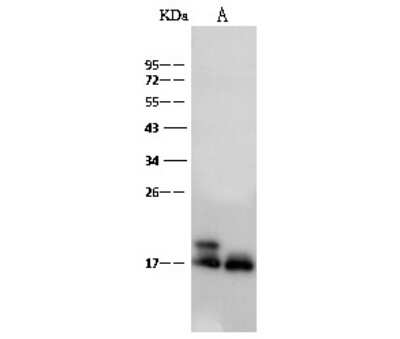 Western Blot: IFITM2 Antibody [NBP2-99453] - Anti-IFITM2 rabbit polyclonal antibody at 1:500 dilution. Lane A: NCI-H460 Whole Cell Lysate Lane B: HepG2 Whole Cell Lysate Lysates/proteins at 30 ug per lane. Secondary Goat Anti-Rabbit IgG (H+L)/HRP at 1/10000 dilution. Developed using the ECL technique. Performed under reducing conditions. Predicted band size: 15 kDa. Observed band size: 17 kDa