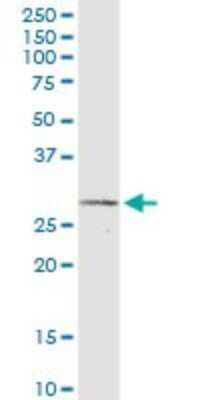 Western Blot: IFN-alpha 2 Antibody (2F4) [H00003440-M06] - Analysis of IFNA2 expression in HepG2.