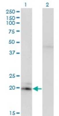Western Blot: IFN-alpha 2 Antibody (2F4) [H00003440-M06] - Analysis of IFNA2 expression in transfected 293T cell line by IFNA2 monoclonal antibody. Lane 1: IFNA2 transfected lysatE (21.6 KDa). Lane 2: Non-transfected lysate.