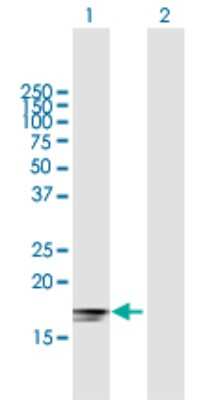 Western Blot: IFN-alpha 2 Antibody [H00003440-B01P] - Analysis of IFNA2 expression in transfected 293T cell line by IFNA2 polyclonal antibody.  Lane 1: IFNA2 transfected lysate(20.68 KDa). Lane 2: Non-transfected lysate.