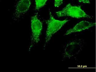 Immunocytochemistry/Immunofluorescence: IFN-alpha 4 Antibody [H00003441-B01P] - Analysis of purified antibody to IFNA4 on HeLa cell. (antibody concentration 10 ug/ml)